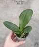 Phal. KS Balm 2.5''
