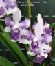 Phal. Tzu Chiang Sapphire (peloric - 3 lips) 2.5"