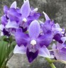 Phal. Tzu Chiang Sapphire (peloric - 3 lips) 2.5"