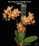 Phal. Chingruey's Goldstaff 'Fortune' 2.5''