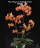 Phal. Chingruey's Goldstaff 'Fortune' 2.5''