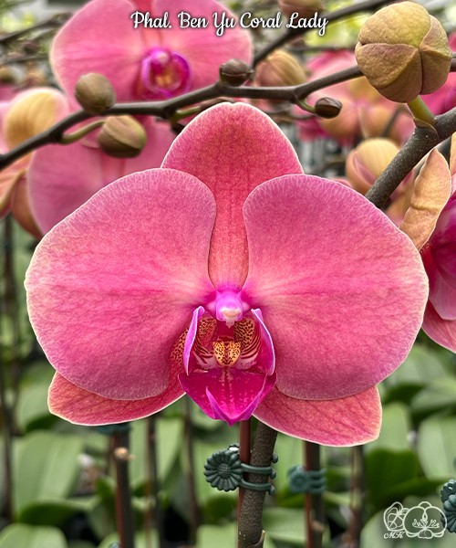 Phal. Ben Yu Coral Lady 2.5"