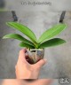 Phal. Ben Yu Coral Lady 2.5"
