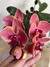Phal. Ben Yu Coral Lady 2.5"