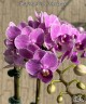 Phal. Sogo Vivien 'Violet Queen' 2.5" УЦЕНКА (нет нижних листиков)