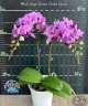 Phal. Sogo Vivien 'Violet Queen' 2.5" УЦЕНКА (нет нижних листиков)