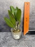 Rth. Shinfong Little Sun 'Youngmin Golden Boy' 2.5"