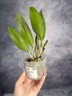 Rth. Shinfong Little Sun 'Youngmin Golden Boy' 2.5"