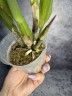 Rth. Shinfong Little Sun 'Youngmin Golden Boy' 2.5"