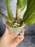 Rth. Shinfong Little Sun 'Youngmin Golden Boy' 2.5"