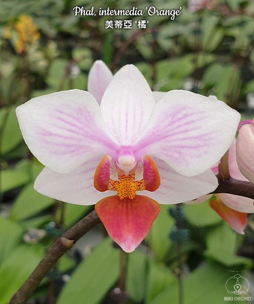 Phal. intermedia 'Orange' 2.5"