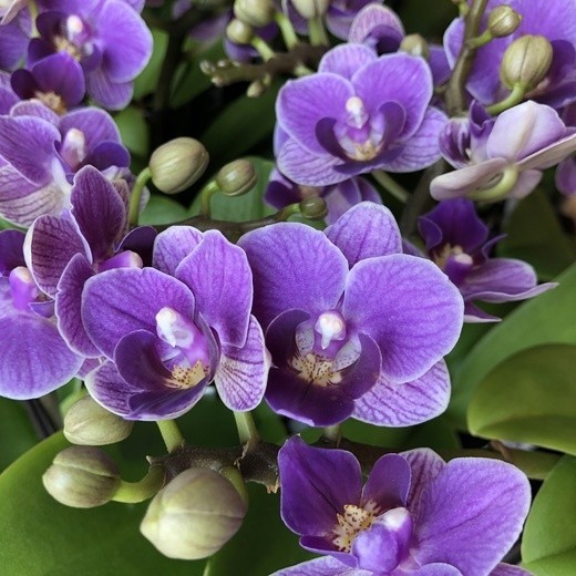 Violet Queen - Мультифлора (2 цветоноса; Ø 9 см)