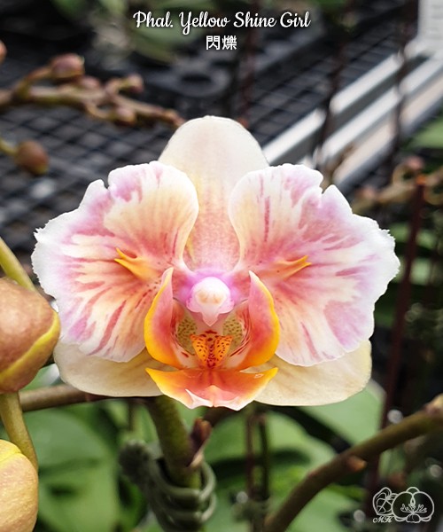 Phal. Yellow Shine Girl 2.5''