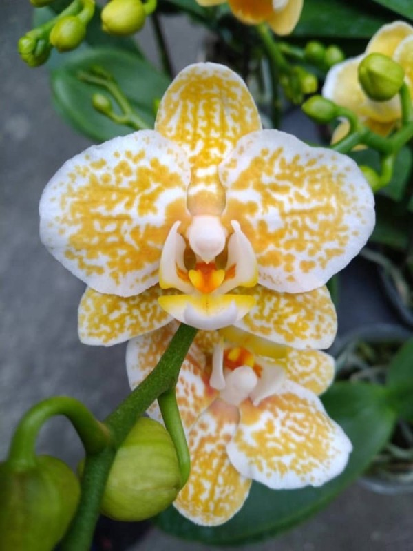 Phal. Yaphon Golden Leopard 'AN6609' 2.5''