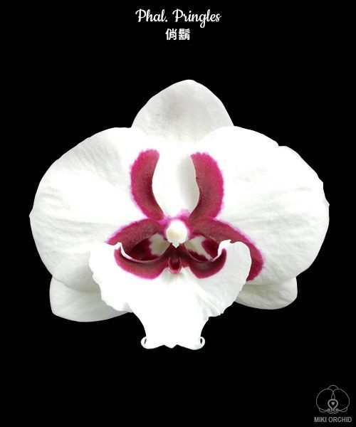 Phal. Pringles 2.5''