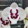 Phal. Younghome Pringles 2.5''