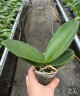 Phal. Younghome Pringles 2.5''