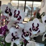 Phal. Younghome Pringles 2.5''