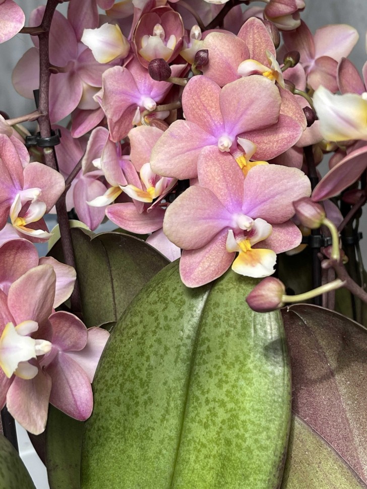 Купить Орхидею Парфюмерная Фабрика В Спб