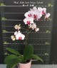 Phal. Little Gem Stripe 'Splash' 2.5"