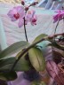 Phal. Little Gem Stripe 'Splash' 2.5"