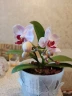 Phal. Little Gem Stripe 'Splash' 2.5"