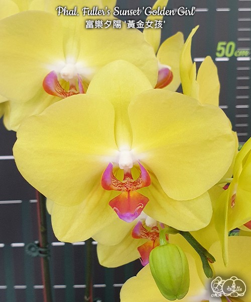 Phal. Fuller's Sunset 'Golden Girl' 2.5"