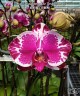 Phal. Younghome New York (peloric) 2.5''