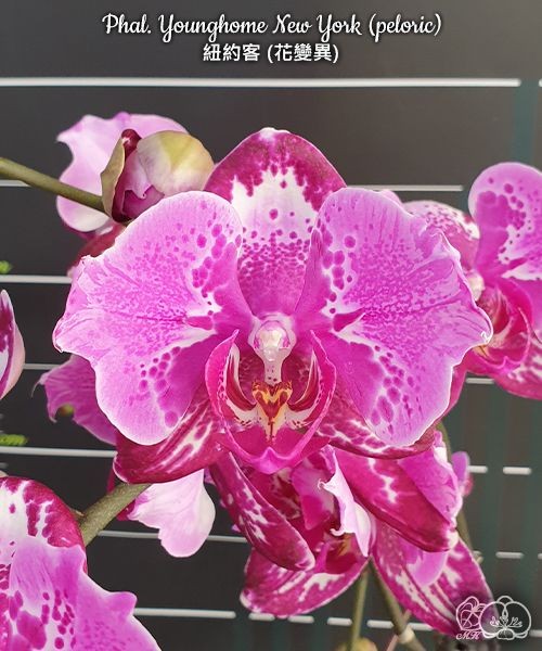 Phal. Younghome New York (peloric) 2.5''