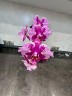 Phal. Younghome New York (peloric) 2.5''