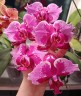 Phal. Younghome New York (peloric) 2.5''