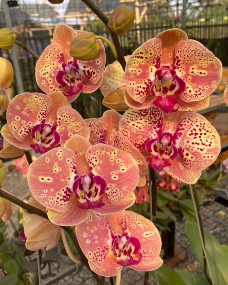 Phal. Seattle 2.8"
