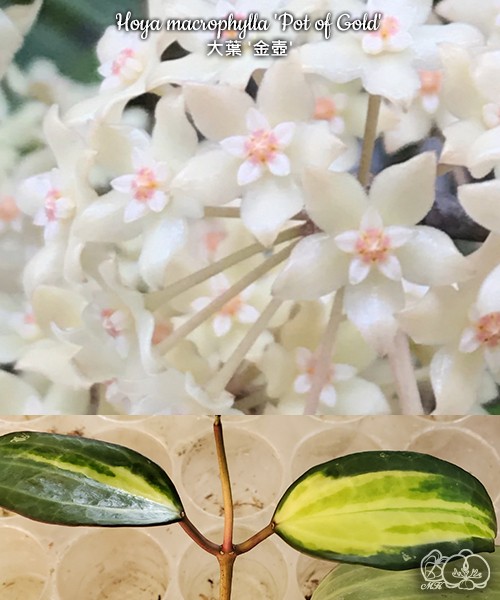 Hoya macrophylla 'Pot of Gold' 1.7"