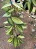 Hoya macrophylla 'Pot of Gold' 1.7"