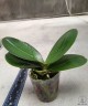 Phal. Shan Dianxia 2.8"