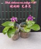 Phal. violacea var. indigo × sib 2.5''