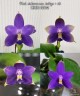 Phal. violacea var. indigo × sib 2.5''