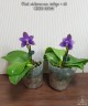 Phal. violacea var. indigo × sib 2.5''