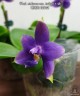 Phal. violacea var. indigo × sib 2.5''