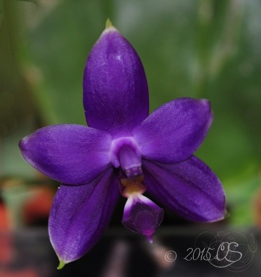 Phal. violacea var. indigo × sib 2.5''
