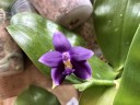 Phal. violacea var. indigo × sib 2.5''