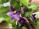 Phal. violacea var. indigo × sib 2.5''