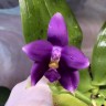 Phal. violacea var. indigo × sib 2.5''