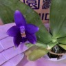 Phal. violacea var. indigo × sib 2.5''