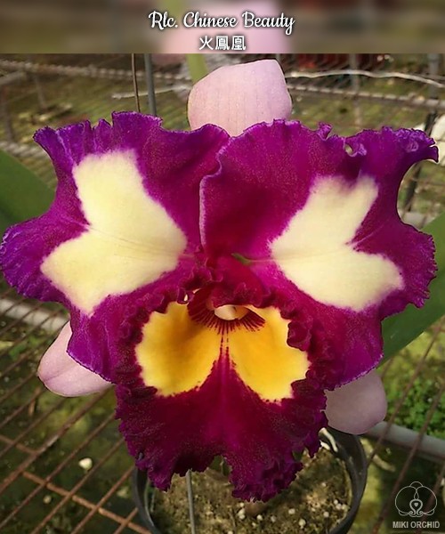 Rlc. Chinese Beauty 2.5''