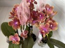 Парфюмерная фабрика Orange Aromio Amber - мини орхидея (2 цветоноса; Ø 7 см)