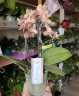 Парфюмерная фабрика Orange Aromio Amber - мини орхидея (2 цветоноса; Ø 7 см)