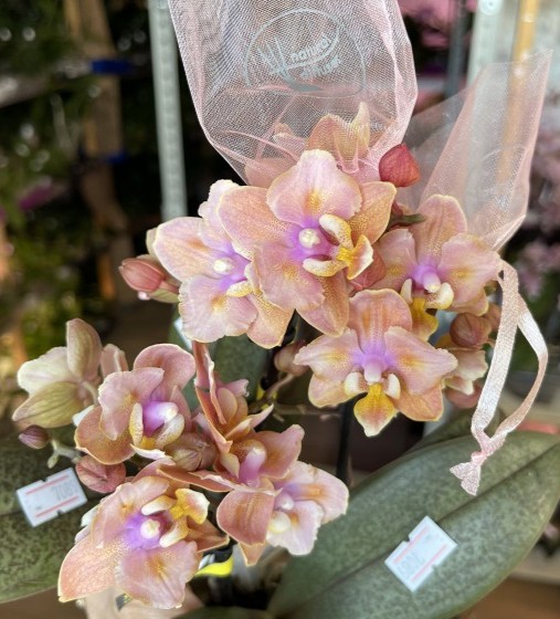 БАБОЧКА Парфюмерная фабрика Carola - мини орхидея (2 цветоноса; Ø 7 см)