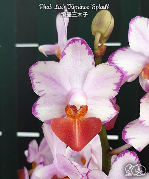 Phal. Liu's Triprince 'Splash' SM/TOGA 2.5''