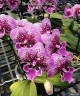 Phal. Miki Pink King '49' 2.5''